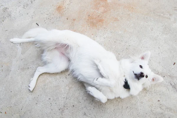 Белый Швейцарский Пастух Портрет Белой Собаки — стоковое фото