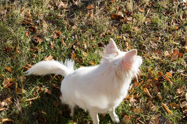 Beyaz Sviçre Çobanı Beyaz Köpek Portresi — Stok fotoğraf