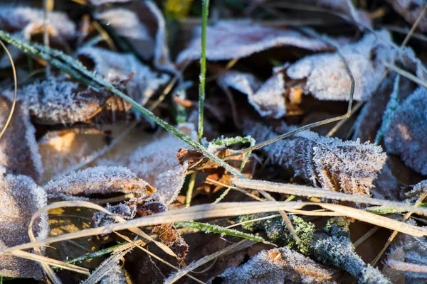 Mrożona Rosa Trawie Liście Ziemi Rano Zimno — Zdjęcie stockowe
