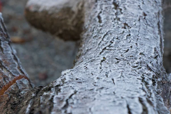 Iced Tau Auf Dem Geschnittenen Holz Nahaufnahme Eines Makros — Stockfoto