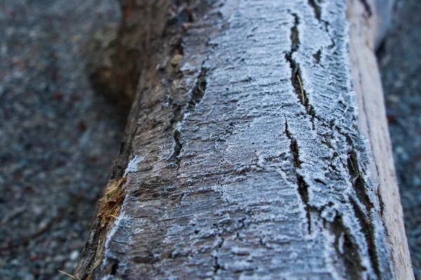 Iced Tau Auf Dem Geschnittenen Holz Nahaufnahme Eines Makros — Stockfoto