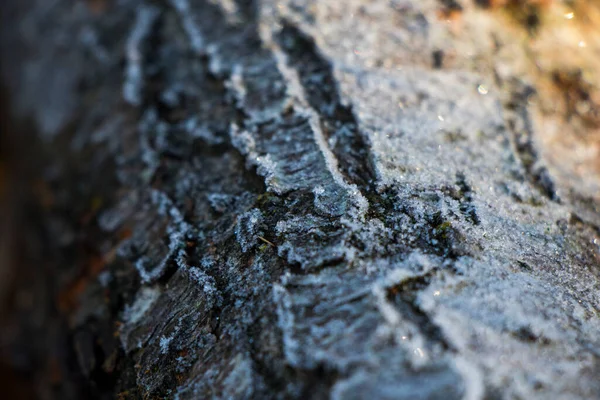 Iced Tau Auf Dem Geschnittenen Holz Nahaufnahme Und Makro — Stockfoto