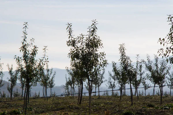 Vista Plantación Almendras Paisaje Georgia — Foto de Stock