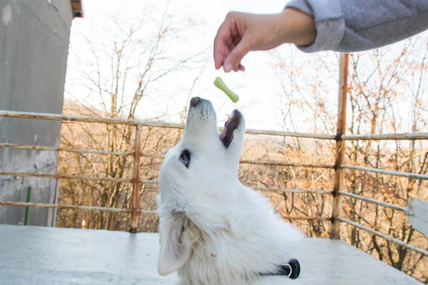 Cane Bianco Cibo Cani Cibo Cani Secco Scena Mangiare All — Foto Stock