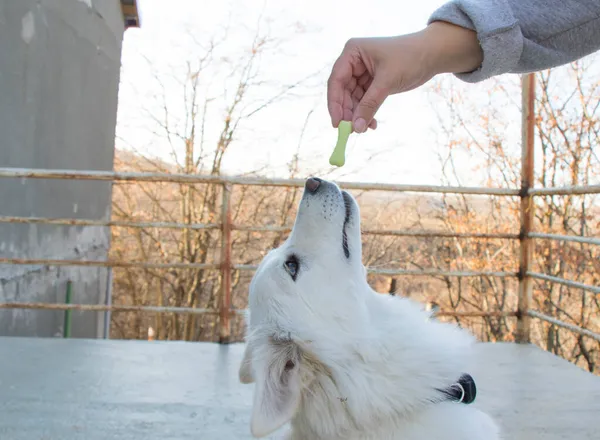 Comida Blanca Para Perros Perros Comida Seca Para Perros Escena —  Fotos de Stock