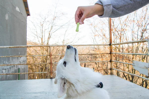 Comida Blanca Para Perros Perros Comida Seca Para Perros Escena —  Fotos de Stock