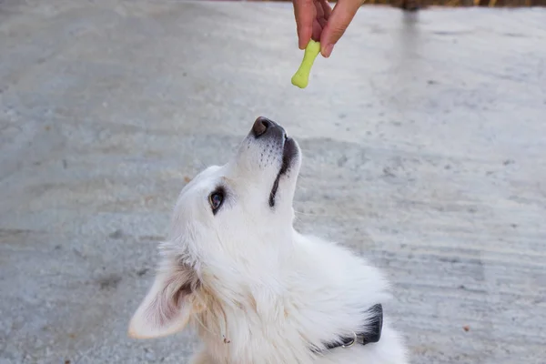 Beyaz Köpek Köpek Maması Kuru Köpek Maması Açık Havada Yemek — Stok fotoğraf