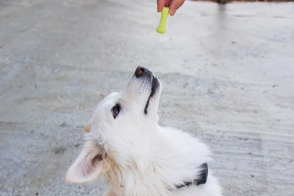 Biały Pies Karma Dla Psów Suche Jedzenie Dla Psów Scena — Zdjęcie stockowe