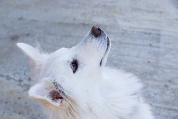 Bílý Švýcarský Shepard Portrét Bílého Psa — Stock fotografie