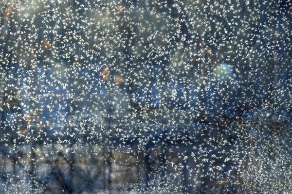 Frozen Window Glass Frozen Dew Water Pattern Texture Beautiful Wallpaper – stockfoto