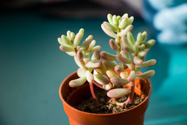 太陽の光とクローズアップ 美しい多肉植物 — ストック写真