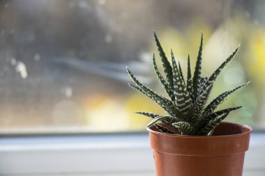 Haworthia succulent on the window, daylight