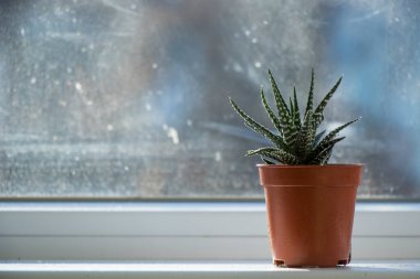 Haworthia succulent on the window, daylight