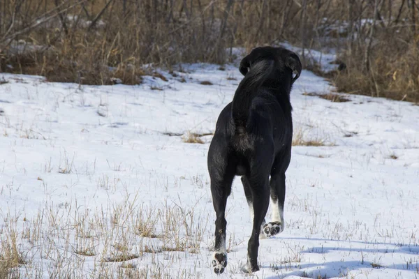 Μαύρος Κυνηγόσκυλο Βγαίνει Έξω — Φωτογραφία Αρχείου