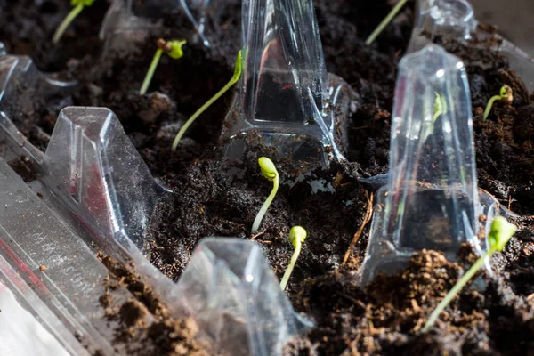 Primeros Planos Plántulas Contenedor Plástico Para Jardinería Agricultura — Foto de Stock