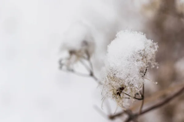 Śnieg Roślinie Śnieg Zimowy Makro Brązowe Białe Kolory — Zdjęcie stockowe