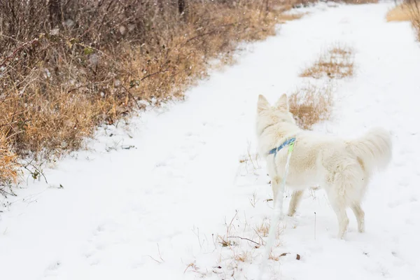 White Swiss Shepard Outdoor Walking Winter — Stock Photo, Image