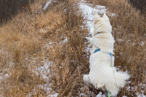 Danish Spitz White Dog Sitting Land — Stock Photo, Image