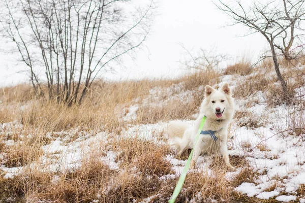 Danish Spitz White Dog Sitting Land Snow — Stock Photo, Image