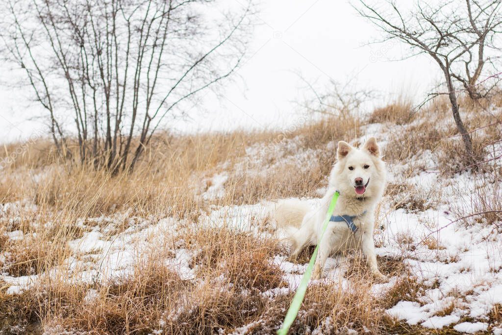 Danish Spitz, white dog sitting on the land and snow