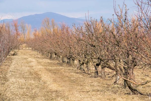 リンゴの木のプランテーション ジョージア州のリンゴの庭 — ストック写真