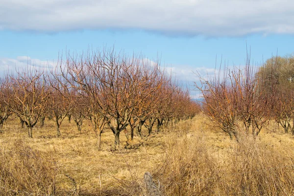リンゴの木のプランテーション ジョージア州のリンゴの庭 — ストック写真