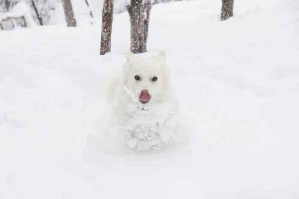 White Dog Danish Spitz Plays Snow Domestic Animal — Stock Photo, Image