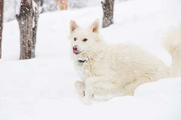 White Dog Danish Spitz Plays Snow Domestic Animal — Stock Photo, Image