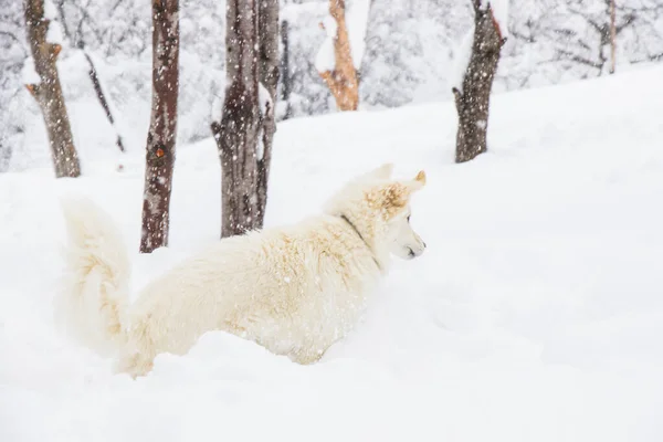 Белая Собака Датская Шпиц Играет Снегу Домашнее Животное — стоковое фото