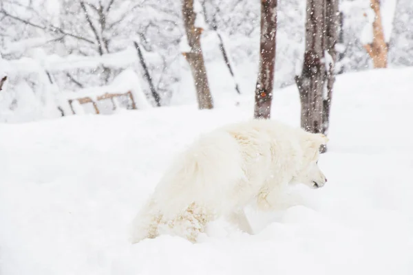 White Dog Danish Spitz Plays Snow Domestic Animal — Stock Photo, Image