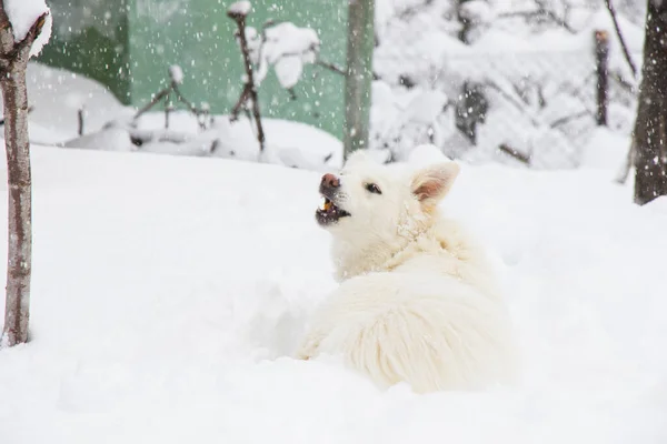 White Dog Danish Spitz Plays Snow Domestic Animal — Stock Photo, Image