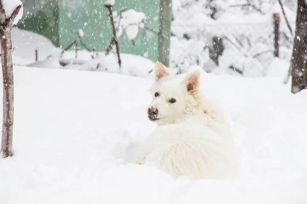 White Dog Danish Spitz Plays Snow Domestic Animal — Stock Photo, Image