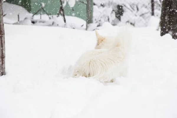 White Dog Danish Spitz Plays Snow Domestic Animal — Stock Photo, Image