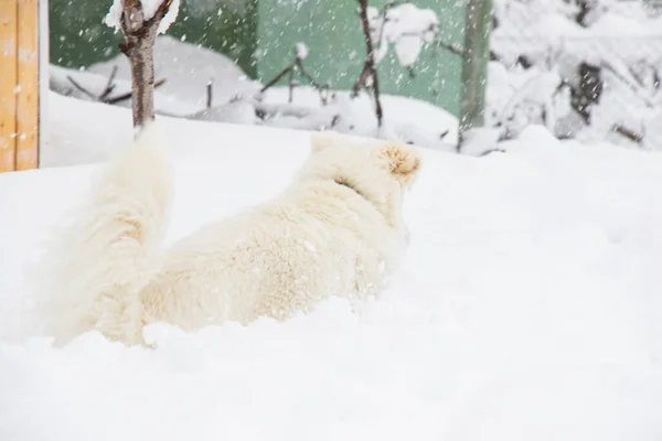 Witte Hond Deense Spitz Speelt Sneeuw Huisdier — Stockfoto
