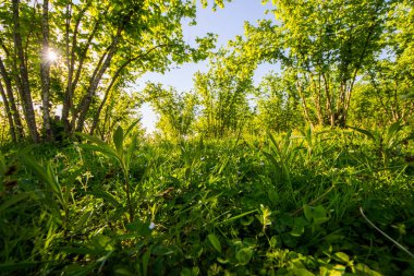 Fındık ağaçları plantasyon manzarası ve manzara, büyük bir ağaç grubu, güneş ışığı.