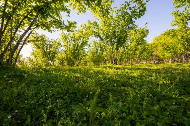 Fındık ağaçları plantasyon manzarası ve manzara, büyük bir ağaç grubu, güneş ışığı.