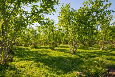 Fındık ağaçları plantasyon manzarası ve manzara, büyük bir ağaç grubu, güneş ışığı.