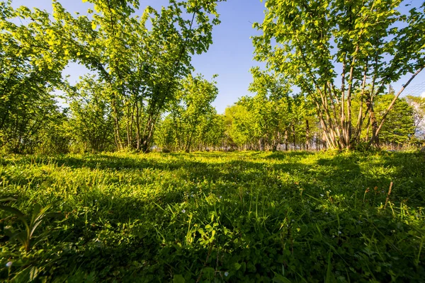 Hazelnut Trees Plantation Landscape View Large Group Trees Sunlight — Stok fotoğraf