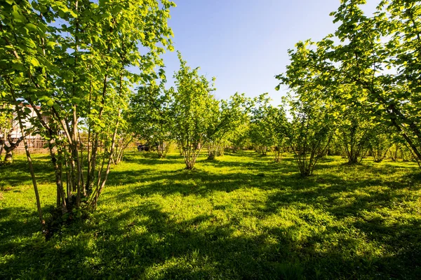 ヘーゼルナッツの木のプランテーションの風景と景色 木々の大規模なグループ — ストック写真