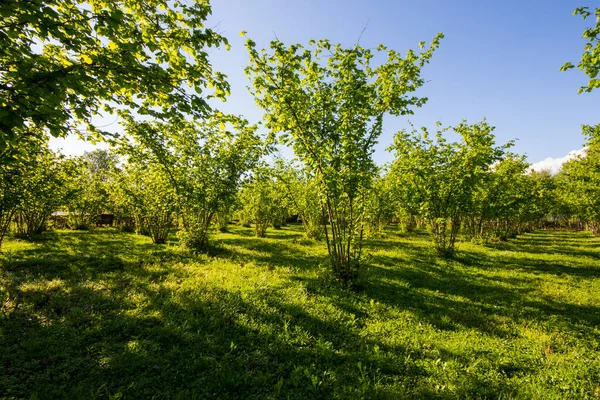 Hazelnut Trees Plantation Landscape View Large Group Trees Sunlight — Stock Fotó
