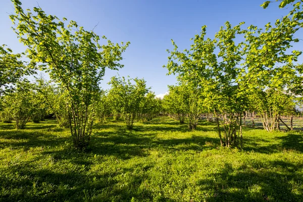ヘーゼルナッツの木のプランテーションの風景と景色 木々の大規模なグループ — ストック写真