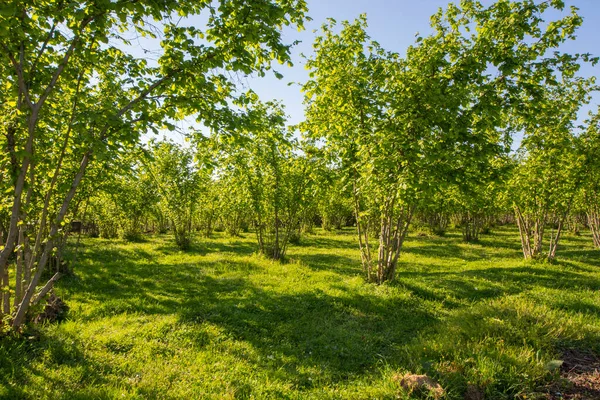 Hazelnut Trees Plantation Landscape View Large Group Trees Sunlight — ストック写真