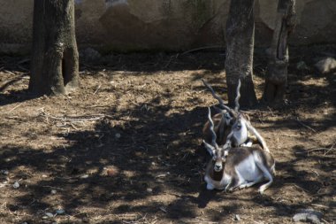 Geyik hayvanat bahçesinde, Tiflis hayvanat bahçesi Georgia 'da.