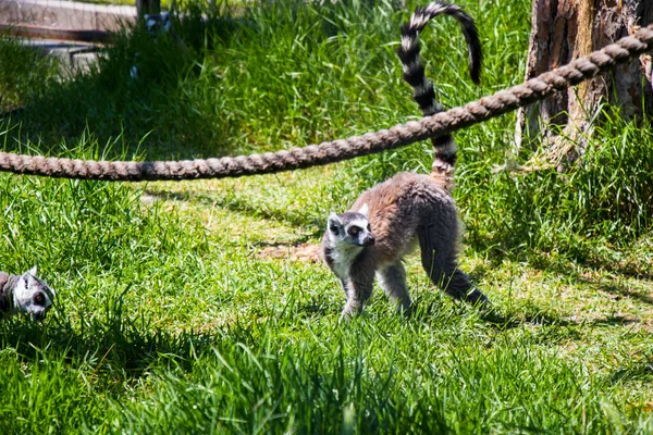 Lémurien Zoo Tbilissi Géorgie Lumière Soleil Animal — Photo