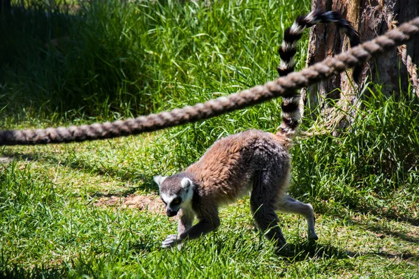 Lemur Tbilisi Zoo Georgia Sunlight Animal — Stock Photo, Image