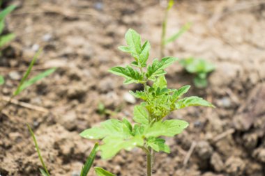 Arazide domates, baharda bahçe ve ev işlerinde tarım.