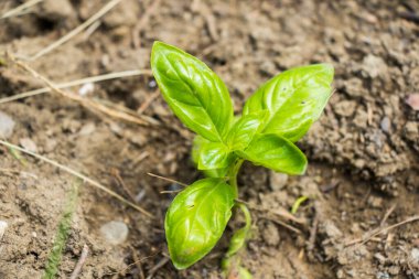 Fesleğen yeşili yapraklar, karada fesleğen, bahçıvanlık