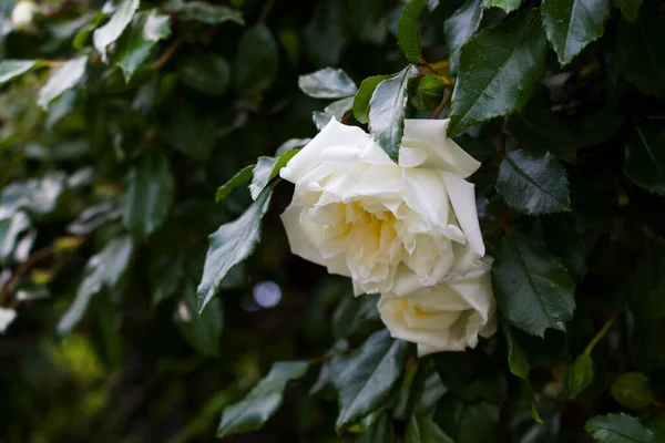 Rosas Brancas Bonitas Árvore Rosas Brancas Tempo Primavera — Fotografia de Stock