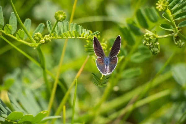 Blue White Butterfly Green Plant Springtime — Stock Photo, Image