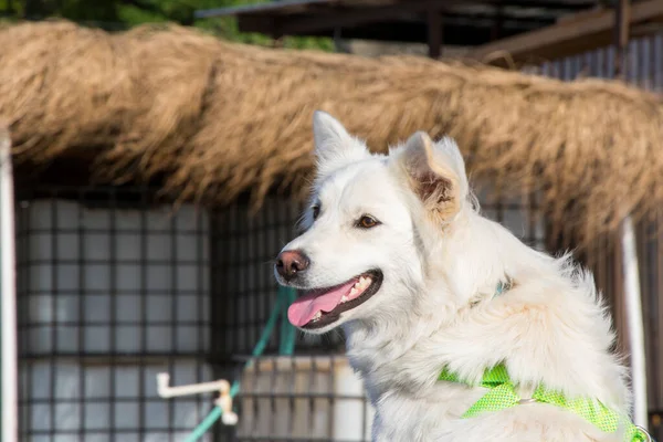 Beyaz Sviçreli Shepard Beyaz Köpek Portresi Güneş Işığı — Stok fotoğraf